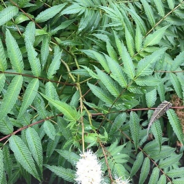 Sorbaria sorbifolia Lehti