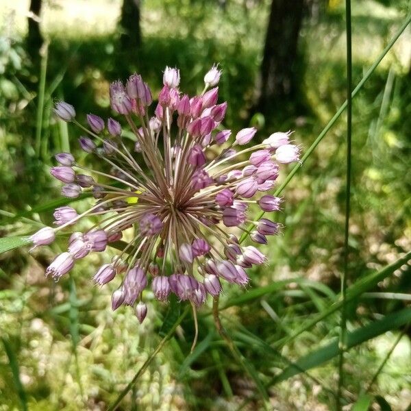 Allium lineare Flor