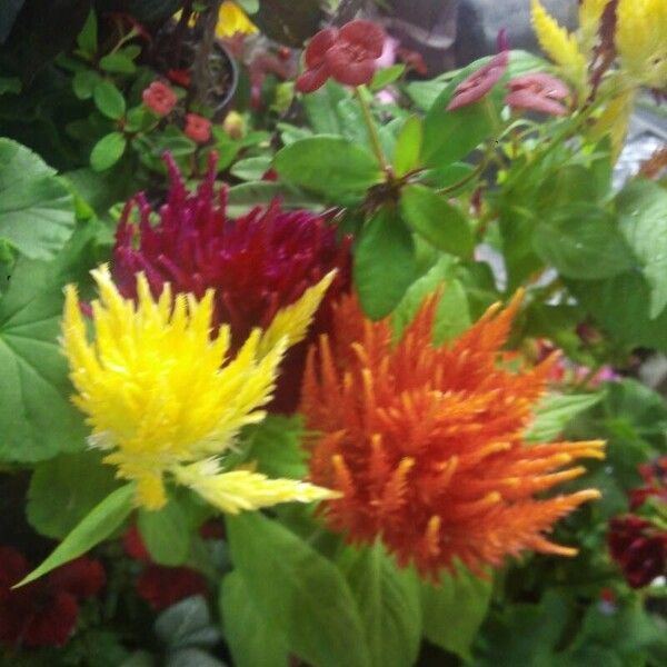 Celosia argentea Flower