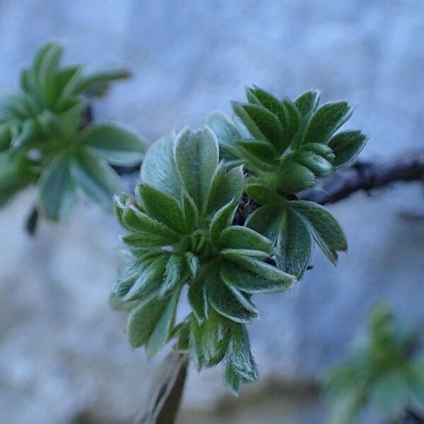 Potentilla nitida Συνήθη χαρακτηριστικά