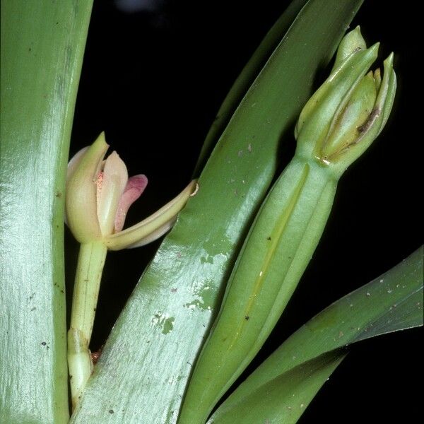 Maxillaria violaceopunctata Blomma