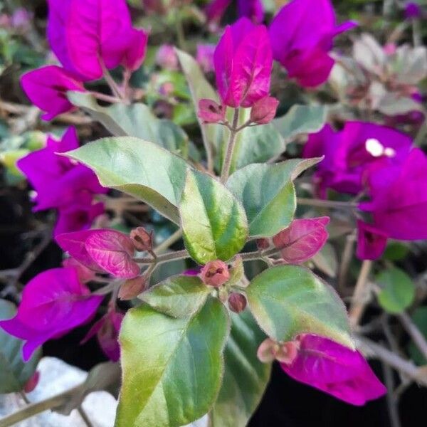 Bougainvillea spectabilis ফুল