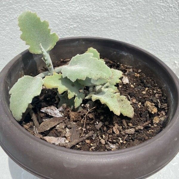 Kalanchoe beharensis 葉