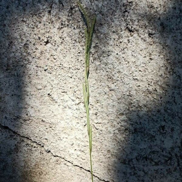 Festuca myuros Flower