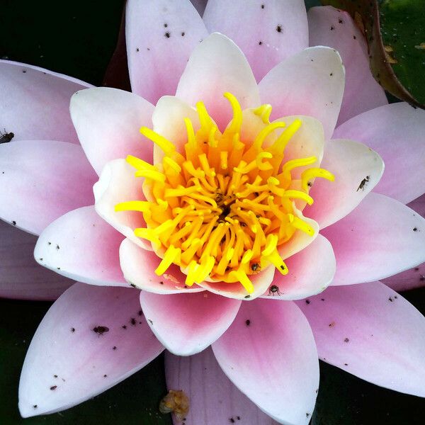 Nymphaea alba Flower