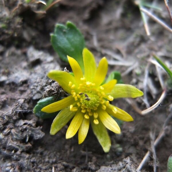 Ranunculus filamentosus Flor