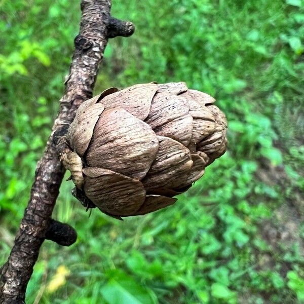 Larix laricina Fruitua