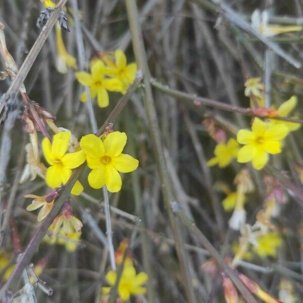 Jasminum nudiflorum Flor