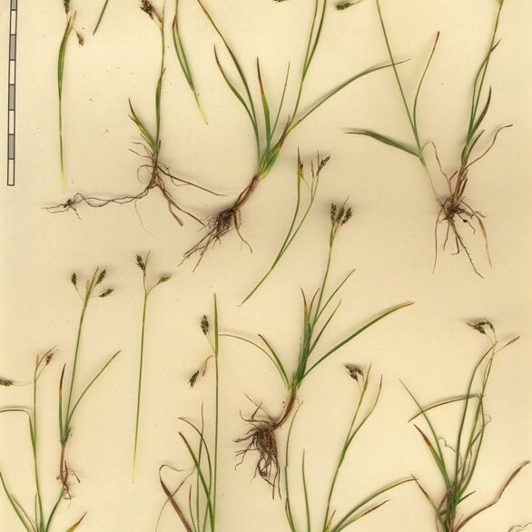 Carex capillaris Altro