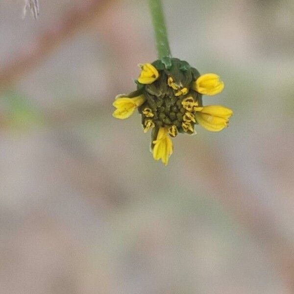 Bidens subalternans Flower