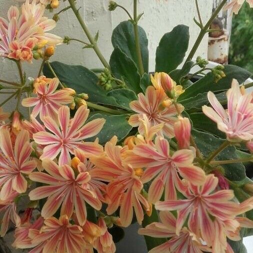 Lewisia cotyledon Цвят