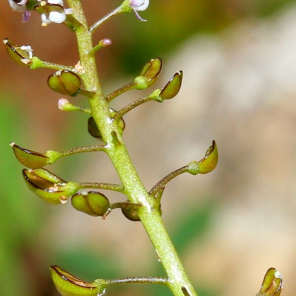 Teesdalia coronopifolia Frugt