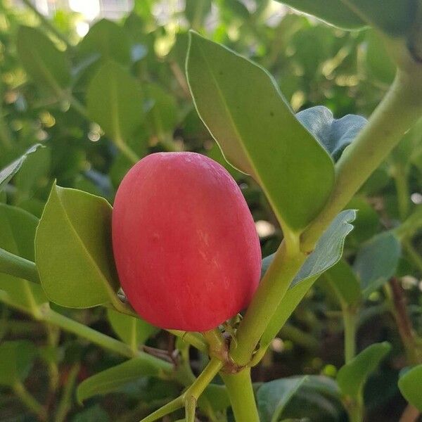 Carissa macrocarpa Flower