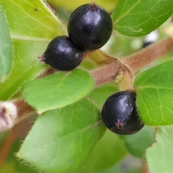 Lonicera japonica Fruit