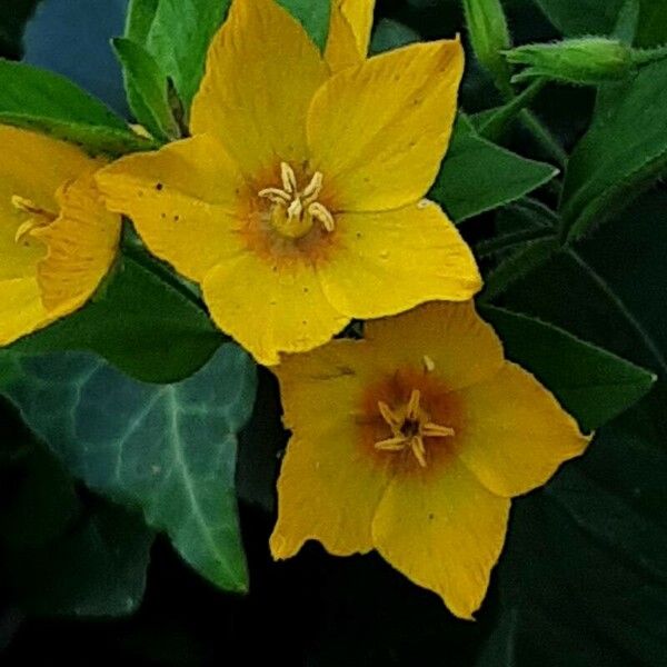 Lysimachia punctata Flower