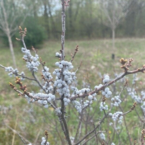 Myrica pensylvanica Bloem