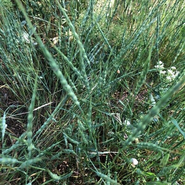 Aegilops ventricosa Bloem