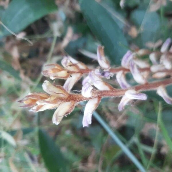 Orobanche cernua 花