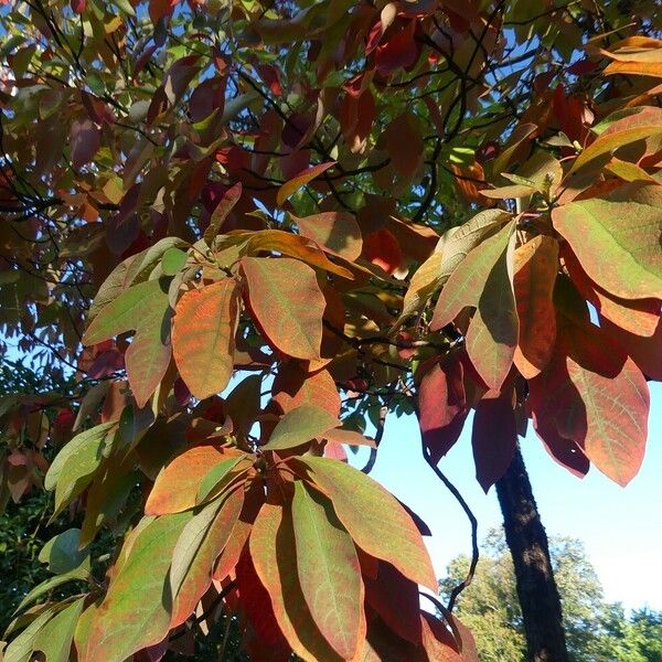 Sassafras albidum Lapas