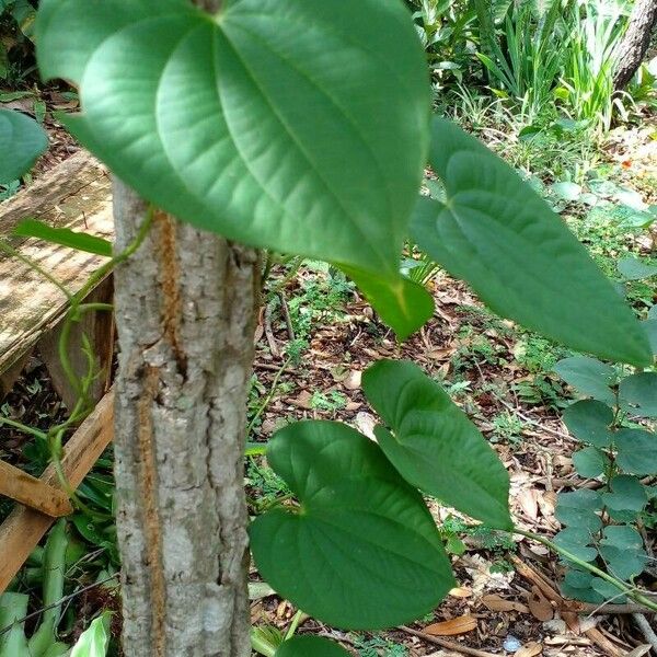 Dioscorea bulbifera Habitus