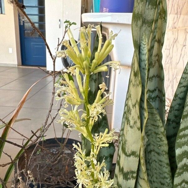 Sansevieria hyacinthoides 花