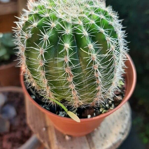 Echinocereus pectinatus برگ