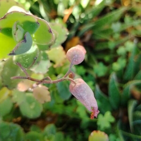 Kalanchoe fedtschenkoi Лист