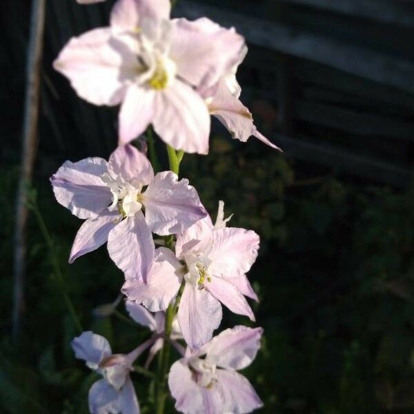 Delphinium ajacis Blomst