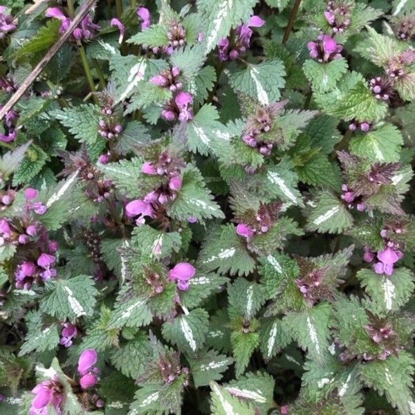 Lamium maculatum Fuelha