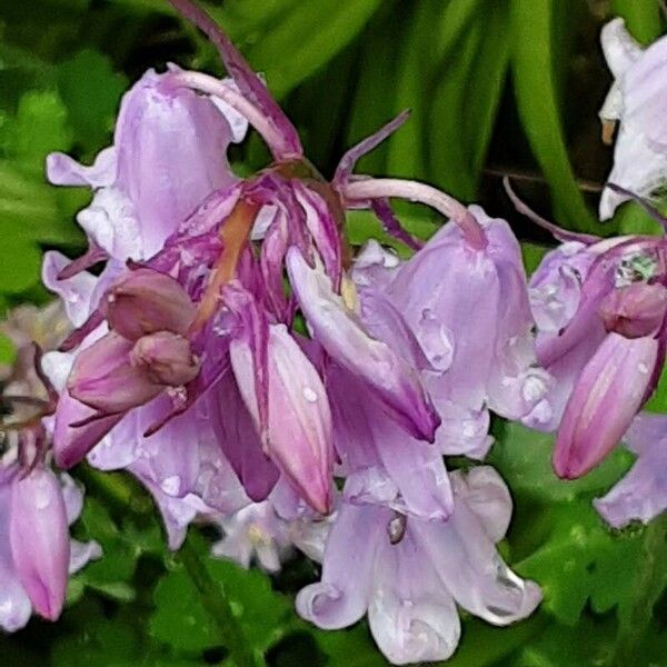 Hyacinthoides hispanica ফুল