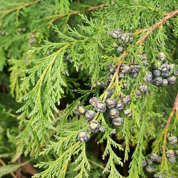 Chamaecyparis lawsoniana Frugt