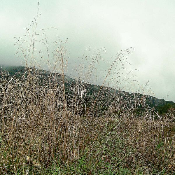 Bromus riparius Fruto