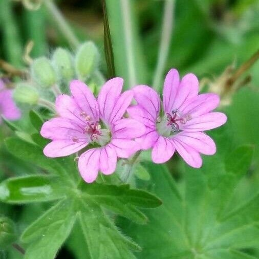 Geranium pusillum Flor