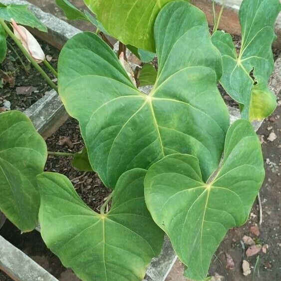 Anthurium faustomirandae Листок