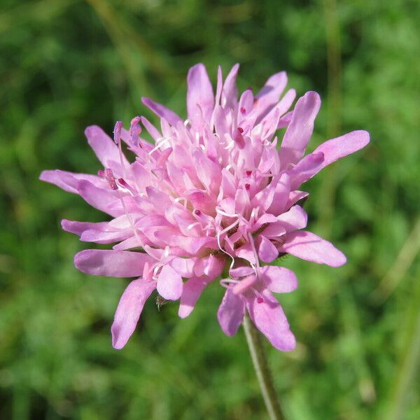 Knautia arvensis Floare