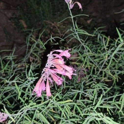 Agastache rupestris Žiedas