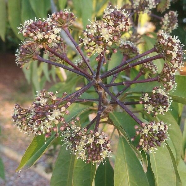 Dendropanax cuneatus Flower