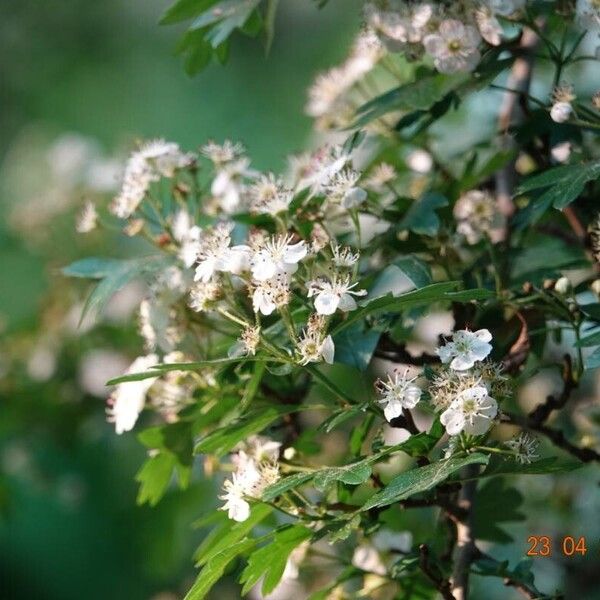 Crataegus azarolus Staniste