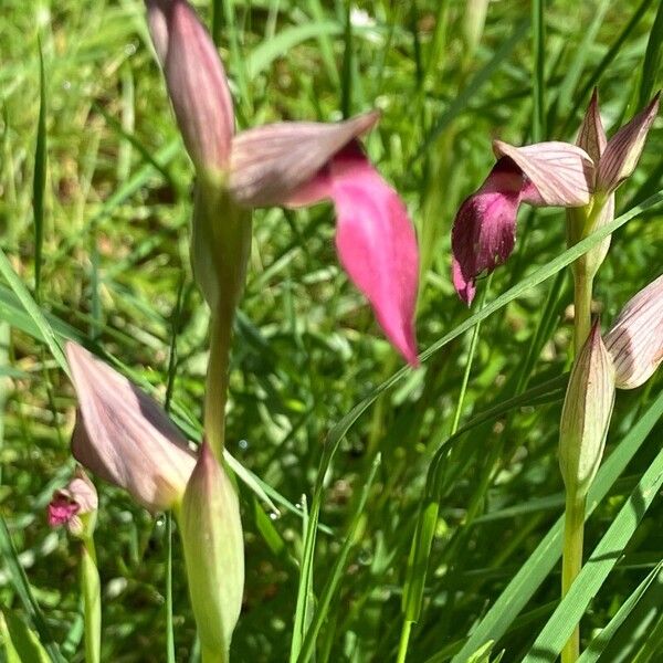 Serapias lingua Flower