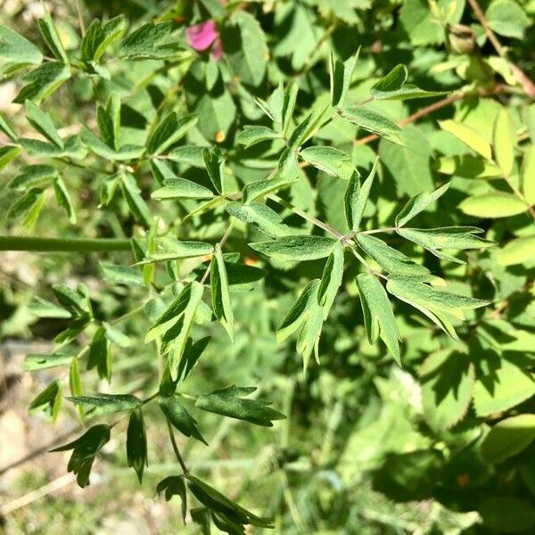 Thalictrum aquilegiifolium ഇല