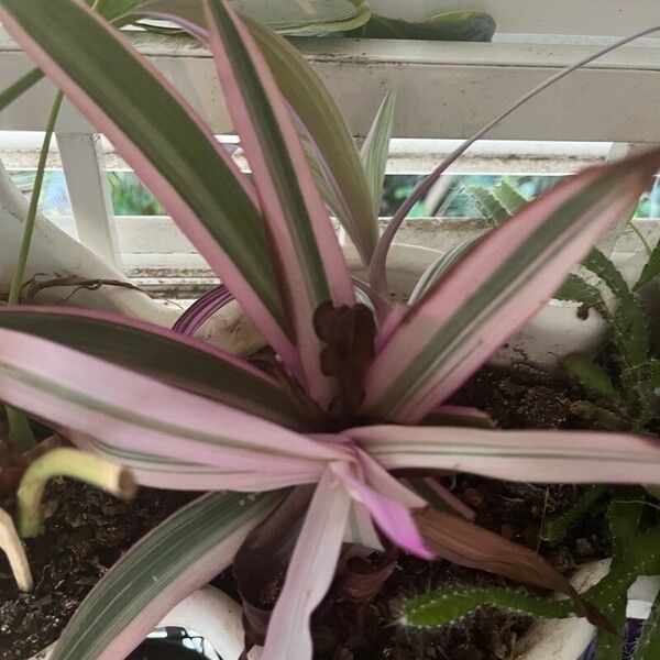 Tradescantia spathacea Leaf