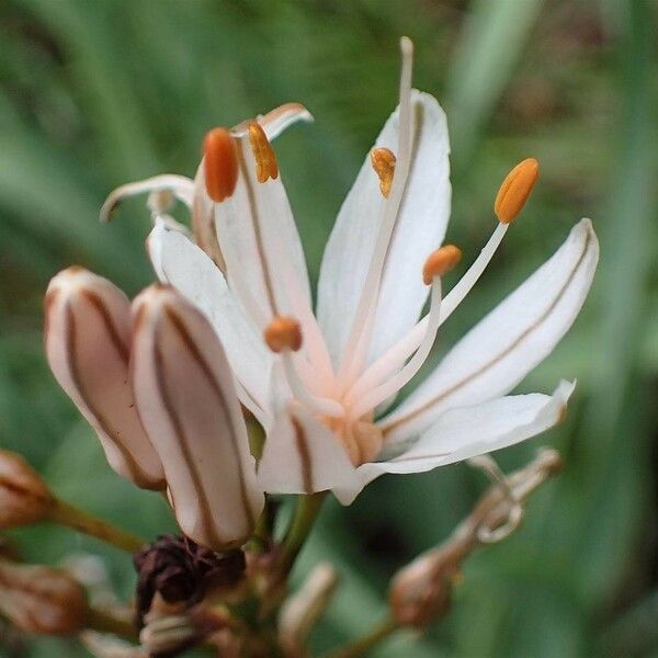 Asphodelus macrocarpus Flower