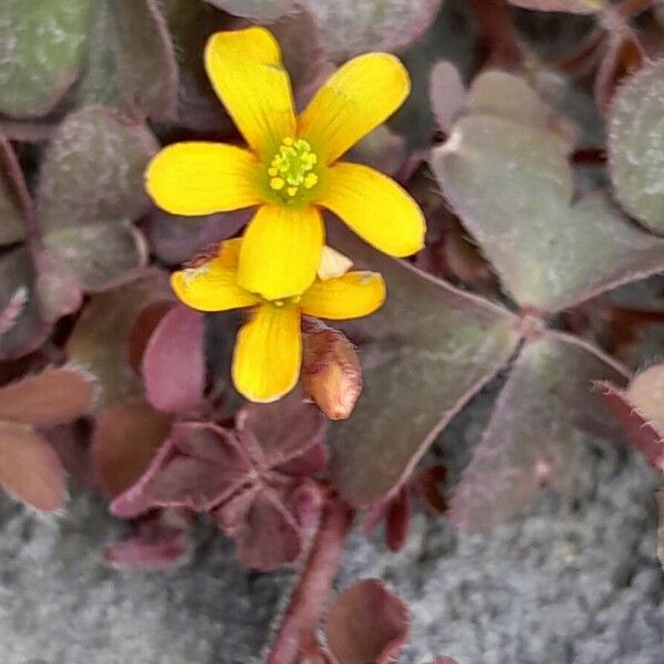 Oxalis corniculata Květ