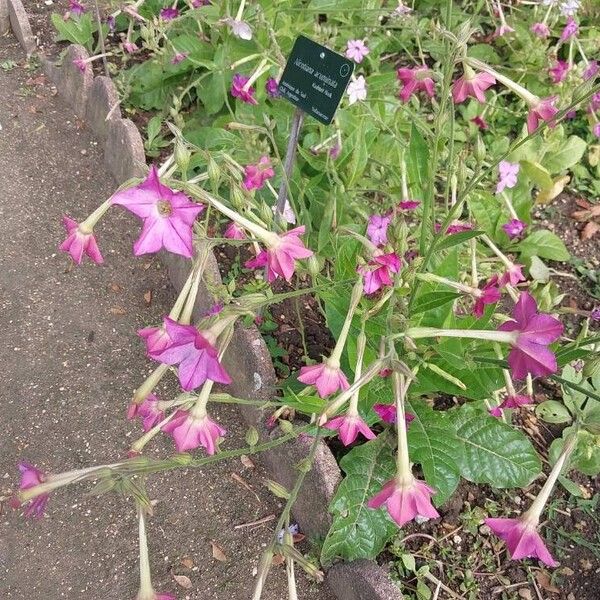 Nicotiana acuminata Flor