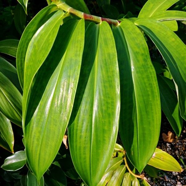 Hellenia speciosa Leaf