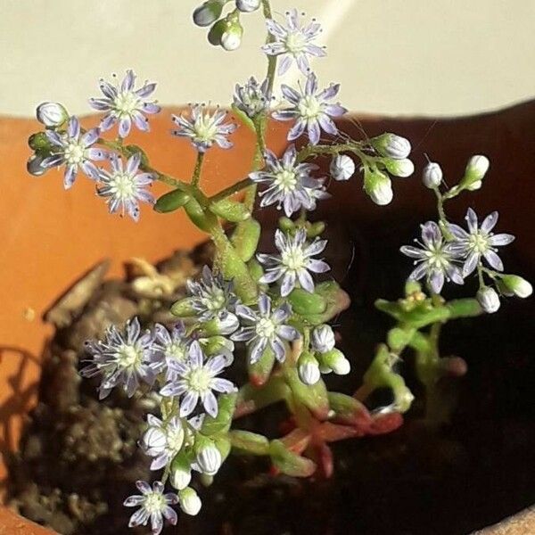 Sedum caeruleum Fleur