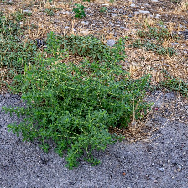 Amaranthus albus Характер