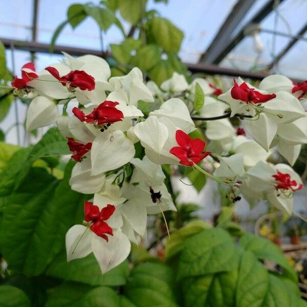 Clerodendrum thomsoniae Kukka