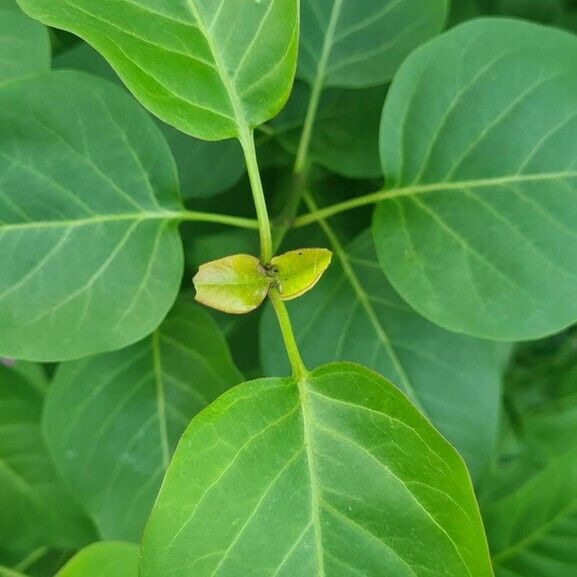 Syringa vulgaris Leaf