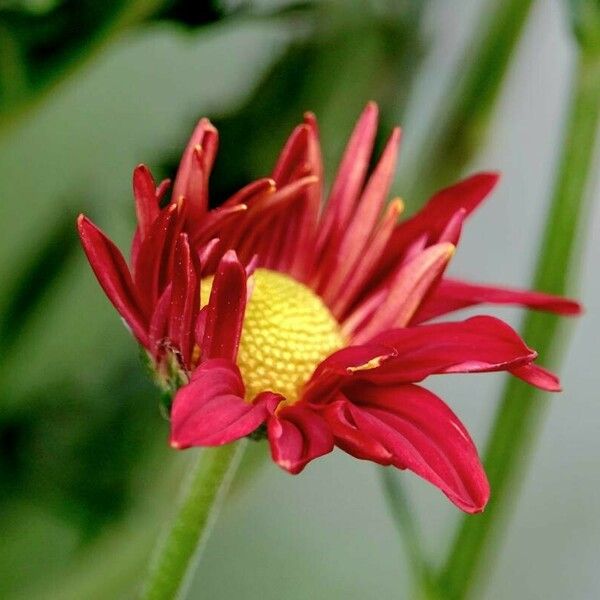 Tanacetum coccineum Кветка